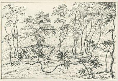 Cannock Chase (Zeichnung) von Unbekannt
