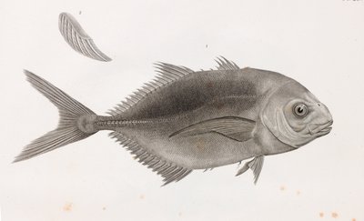 Caranx Sauteur (Nahaufnahme) von Unbekannt