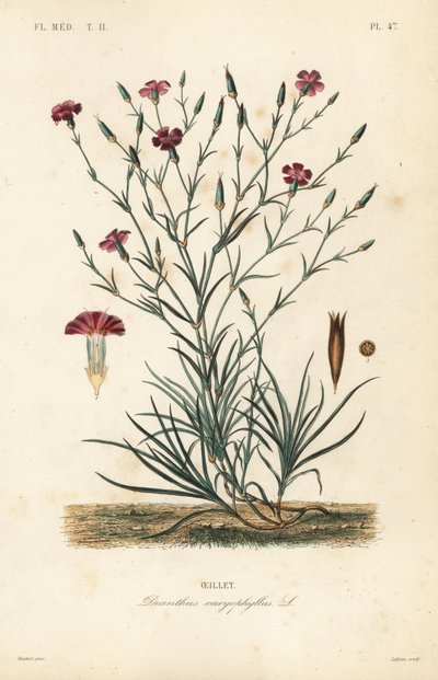 Nelke, Dianthus caryophyllus von Unbekannt