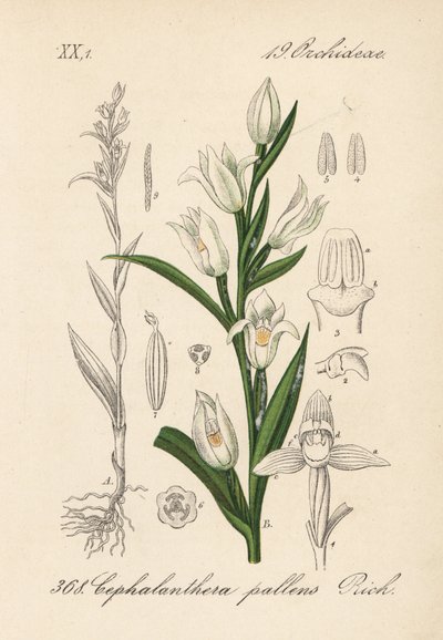 Schwertblättrige Waldvöglein, Cephalanthera longifolia (Cephalanthera pallens). Handkolorierte Lithographie aus Diederich von Schlechtendals Deutsche Flora (Flora von Deutschland), Jena von Unbekannter Künstler