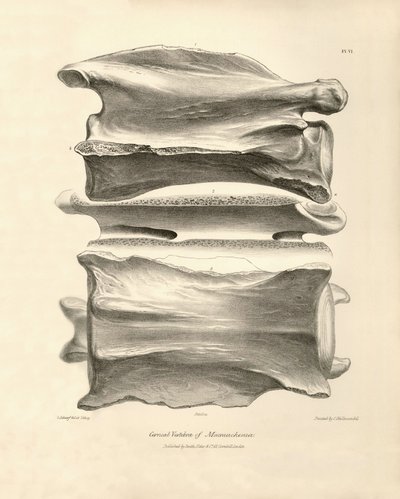 Halswirbel von Macrauchenia, einem prähistorischen Tier, das Charles Darwin während seiner Forschungsreise an Bord der Beagle fand. Die Zoologie der Reise der H.M.S. Beagle unter dem Kommando von Kapitän Fitzroy in den Jahren 1832 bis 1836 von Unbekannter Künstler