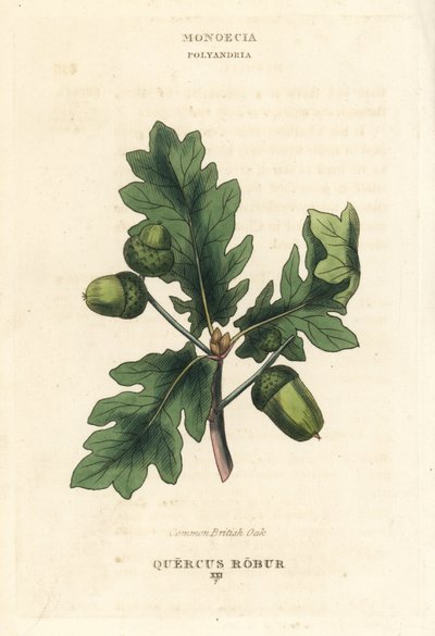Gewöhnliche Britische Eiche, Quercus robur. Handkolorierte Kupferstichgravur nach einer Illustration von Richard Duppa aus seinem The Clours and Orders of the Linnaean System of Botany, Longman, Hurst, London von Unbekannter Künstler
