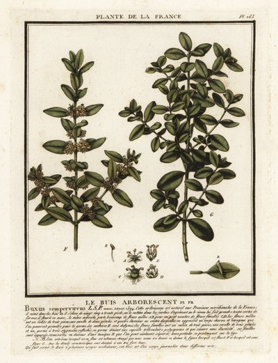 Buchsbaum, Buxus sempervirens von Unbekannter Künstler