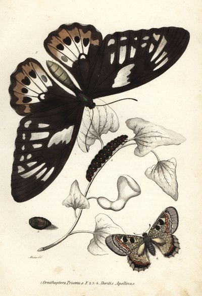 Gewöhnlicher grüner Vogelflügler, Ornithoptera priamus, Schmetterling, Raupe und Puppe, und falscher Apollo, Archon apollinus (Doritis apollinus). Handkolorierte Lithographie aus Georg Friedrich Treitschkes Galerie der Naturgeschichte, Naturhistorischer Bi von Unbekannter Künstler