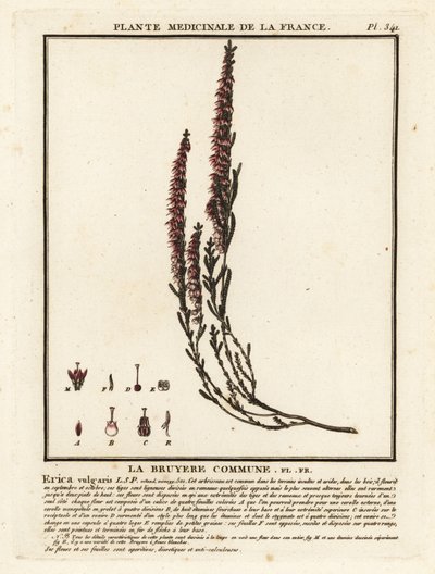 Besenheide, Calluna vulgaris von Unbekannter Künstler