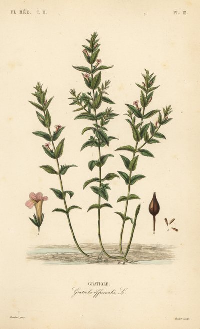 Gnadenkraut, Gratiola officinalis von Unbekannt