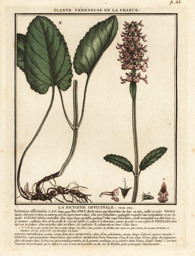 Heilziest, Stachys officinalis von Unbekannter Künstler