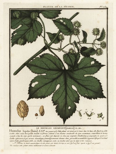 Gewöhnlicher Hopfen, Humulus lupulus von Unbekannter Künstler