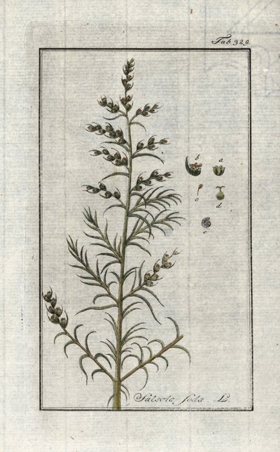 Gewöhnliche Soda (Salsola soda). Lithographie aus „Afbeelding der Artseny-Gewassen“ von Johannes Zorn (1739-1799), Niederlande von Unbekannter Künstler