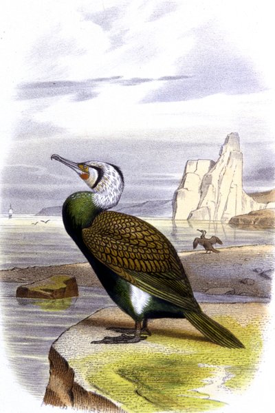 Kormoran, um 1850 von Unbekannter Künstler