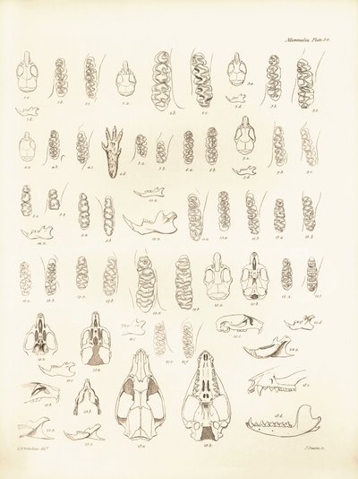 Schädel und Zähne verschiedener Nagetiere beschrieben von Charles Darwin während seiner Erkundungsreise an Bord der Beagle. Tafel aus „The Zoology of the voyage of H.M.S. Beagle under the command of Captain Fitzroy during the years 1832 to 1836“ bearbeitet von Unbekannter Künstler
