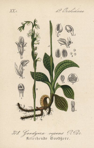 Kriechende Goodyere - Kriechende Wendelähre, Goodyera repens. Handkolorierte Lithographie aus Diederich von Schlechtendals Deutsche Flora (Flora von Deutschland), Jena von Unbekannter Künstler