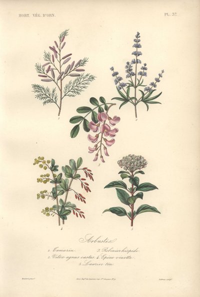 Dekorative botanische Drucke mit Tamarinde, Johannisbrotbaum, Keuschbaum, Berberitze und Schneeball von Unbekannter Künstler