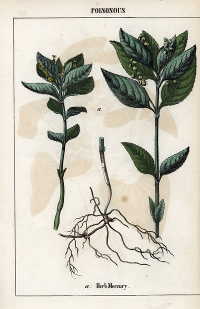 Beschreibung der einjährigen Mercuriale, Pflanzenblüten, Früchte und Wurzeln von Unbekannter Künstler