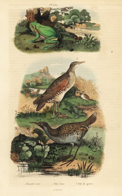 Europäischer Laubfrosch, Wasserralle und Wachtelkönig von Unbekannt