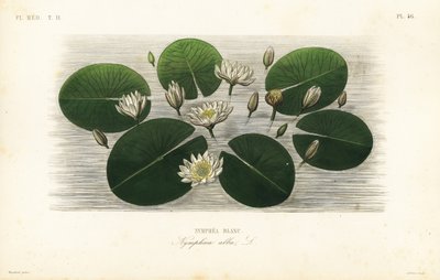 Europäische Weiße Seerose, Nymphaea alba von Unbekannt