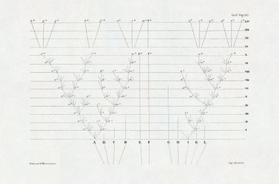 Evolutionismus: Schema der Evolution aus 