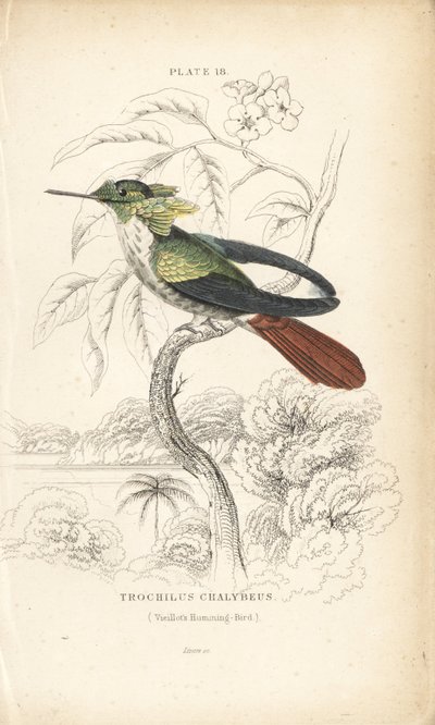 Festliche Kokette, Lophornis chalybeus (Vieillots Kolibri, Trochilus chalybeus). Handkolorierte Stahlstich von William Lizars aus Sir William Jardine