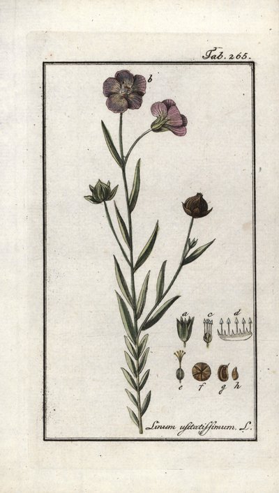 Leinsamen (Linum usitatissimum). Lithographie aus „Afbeelding der Artseny-Gewassen“ von Johannes Zorn (1739-1799), Niederlande von Unbekannter Künstler