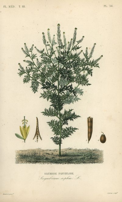 Hederich, Descurainia sophia, Sisymbrium sophia von Unbekannt