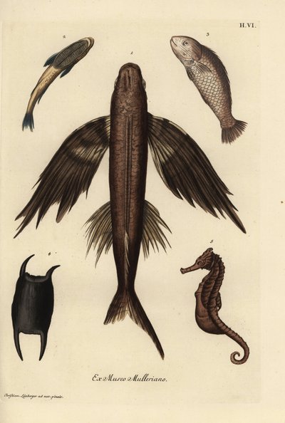 Fliegender Fisch, Exocoetus volitans 1, Saugerfisch, Remora remora 2, Barramundi, Lates calcarifer 3, Schuppe 4, Seepferdchen, Hippocampus-Arten 5. Handkolorierte Kupferstichgravur nach einer Illustration von Christian Leinberger aus Georg Wolfgang Knorr