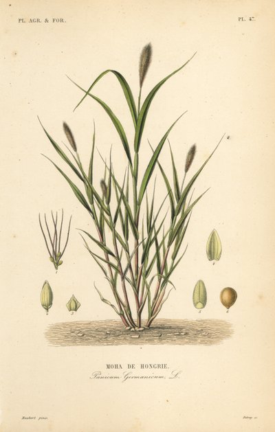 Hirse oder Italienische Hirse, Setaria italica von Unbekannt