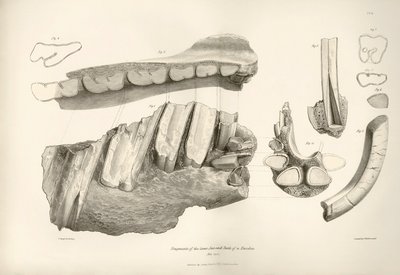Fragment von Kiefer und Zähnen von Toxodon, einem prähistorischen Tier, gefunden von Charles Darwin in der Nähe von Montevideo, Uruguay während seiner Erkundungsreise an Bord der Beagle. Zoologie der Reise der H.M.S. Beagle unter dem Kommando von Kapitän F von Unbekannter Künstler