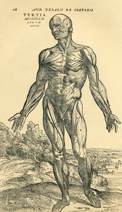 Vorderseite des männlichen Körpers, eine anatomische Studie ursprünglich veröffentlicht in De Humani Corporis Fabrica Libri Septem von Andreas Vesalius, veröffentlicht in Basel von Unknown