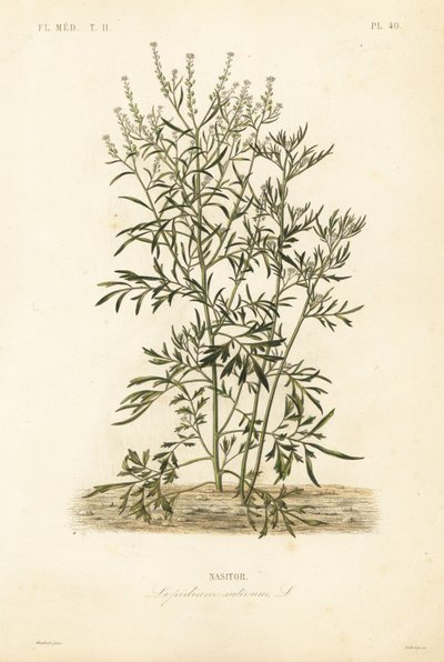 Gartenkresse von Unbekannt