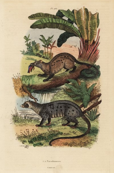Goldene Palmenzibetkatze, Paradoxurus zeylonensis 1 und Asiatische Palmenzibetkatze, Paradoxurus hermaphroditus 2 von Unbekannt