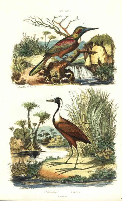 Großer Jacamar, Jacamerops aureus, und Nördlicher Jacana, Jacana spinosa von Unbekannt
