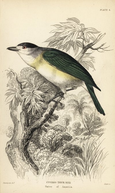 Grünrücken-Becard, Pachyramphus viridis (Cuviers Schnabel, Pachyrhynchus cuvierii). Handkolorierter Stahlstich von William Lizars nach einer Illustration von William Swainson aus Sir William Jardine