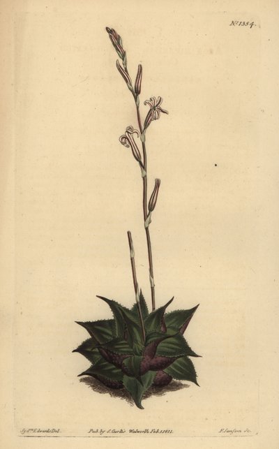 Haworthia mirabilis (Rauhe Blätter-Kissenaloe) von Unbekannt