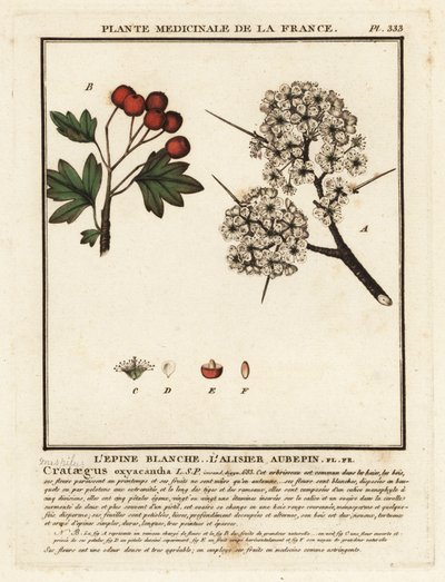Weißdorn, Crataegus rhipidophylla von Unbekannter Künstler