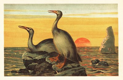 Hesperornis regalis, ausgestorbener kormoranähnlicher Vogel. 1908 (Lithografie) von Unbekannter Künstler