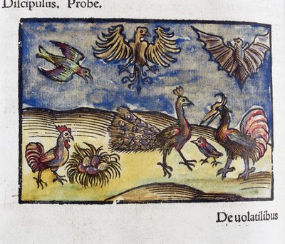 Naturgeschichte, Zoologie 16. Jahrhundert: Vögel und Fledermäuse von Unbekannt