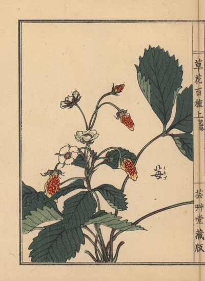 Ichigo oder Erdbeere, Fragaria ananassa. Handkolorierter Holzschnitt von Kono Bairei aus Kusa Bana Hyakushu (Hundert Blumenarten) von Unbekannter Künstler