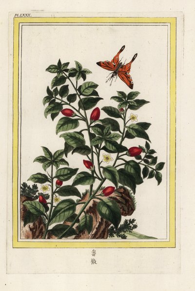 Indischer Pfeffer. Pfeffer, Capsicum annuum. Handkolorierte Radierung aus Pierre Joseph Buchoz