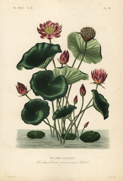 Indische Lotosblume von Unbekannt