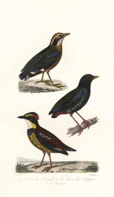 Indische Pittas, Kapuzenpitta und Javanische Bindenpitta von Unbekannter Künstler