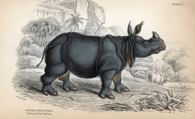 Indisches Nashorn (Rhinoceros unicornis oder indicus), gefährdete Art. Kupferstich von William Lizars, basierend auf einer Zeichnung von James Stewart, veröffentlicht in der Naturalist Library: Säugetiere, Dickhäuter und vierfüßige Tiere mit feiner Haut, h von Unbekannter Künstler