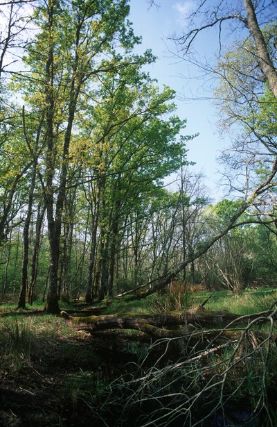 Teich im Biosphärenreservat, Nationalpark Circeo, Latium, Italien von William M. Timlin