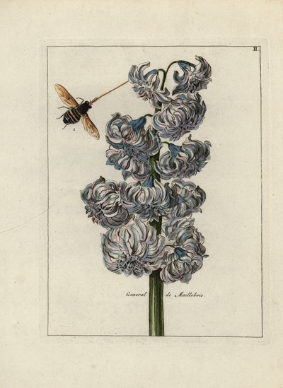 Hyazinthe (oder Hyazinthe), variete general von Maillebois, mit einer Biene - Lithographie zugeschrieben Paul Theodor van Brussel (1754-1795), Autor des Deckbouquets, oder A.Bres., beeinflusst von Nicolas Robert (1614-1685), veröffentlicht in Nederlandsch  von Unbekannter Künstler
