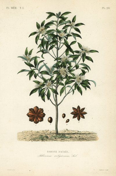 Japanischer Sternanis oder Heiliger Anisbaum, Illicium anisatum von Unbekannt
