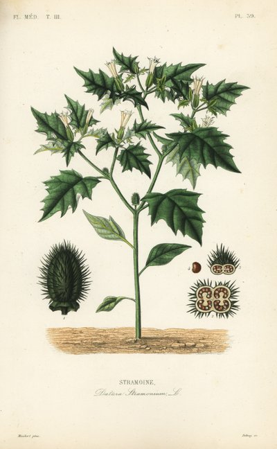 Stechapfel, Datura stramonium von Unbekannt
