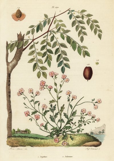 Jujube oder Chinesische Dattel, Ziziphus jujuba 1, und Virginische Stockrose, Malcolmia maritima 2 von Unbekannt