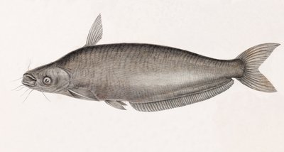 Le Silure Schilbe von Unbekannt