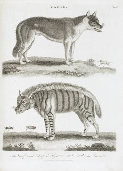 Der Wolf und die gestreifte Hyäne und Insekten Cantharis von Unbekannt
