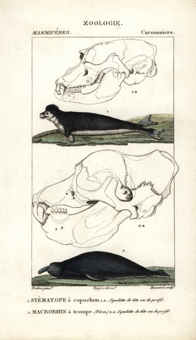 Der Kapuzenstirnvogel und der Elefantenrobbe von Unbekannter Künstler