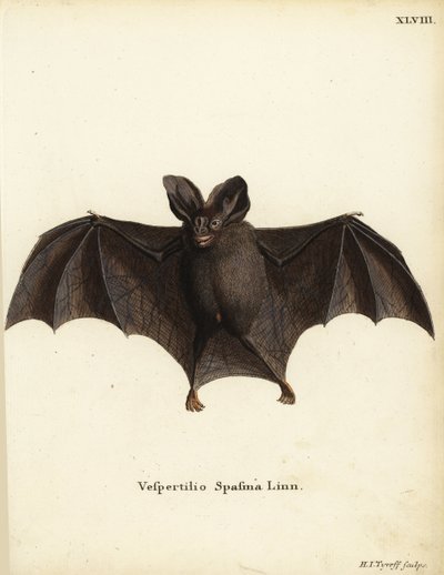 Kleine Falsche Vampirfledermaus, Megaderma spasma. Vespertilio spasma Linn. Handkolorierter Kupferstich von Hermann Jakob Tyroff aus Johann Christian Daniel Schrebers Tierillustrationen nach der Natur, oder Schrebers Fantastische Tiere, Erlangen, Deutschl von Unbekannter Künstler